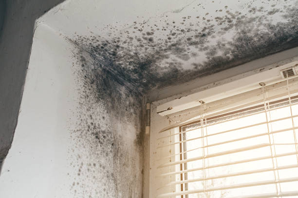 Affordable Commercial Mold Remediation solutions in Newton, TX